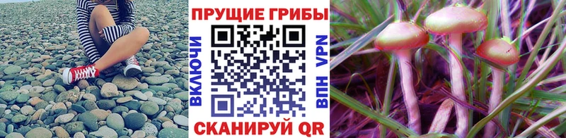 Псилоцибиновые грибы мицелий Саяногорск